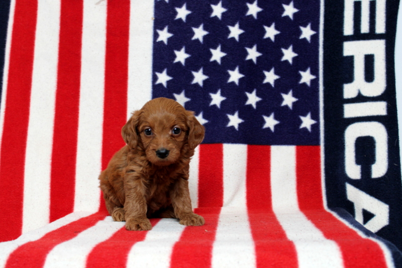 puppy, for, sale, Mini Goldendoodle F1, Matthew B. Stoltzfus, dog, breeder, Gap, PA, dog-breeder, puppy-for-sale, forsale, nearby, find, puppyfind, locator, puppylocator, aca